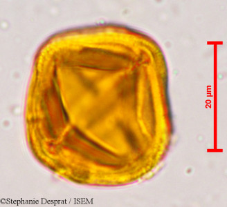 Putranjiva roxburghii - lame n° 5134
