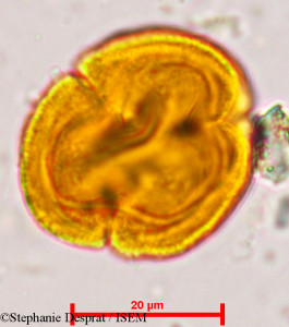 Putranjiva roxburghii - lame n° 5134