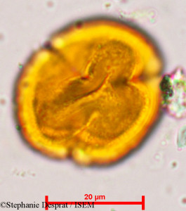 Putranjiva roxburghii - lame n° 5134