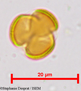 Salvadora persica - lame n° 4042