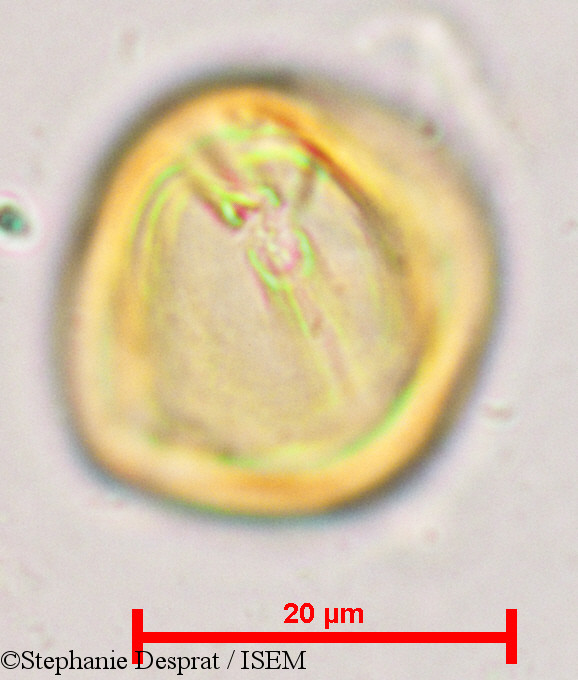 Stephanie.Desprat/Sapindus_emarginatus_9683/Sapindus_emarginatus_9683_0001(copy).jpg
