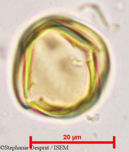 Sapindus emarginatus - lame n° 9683