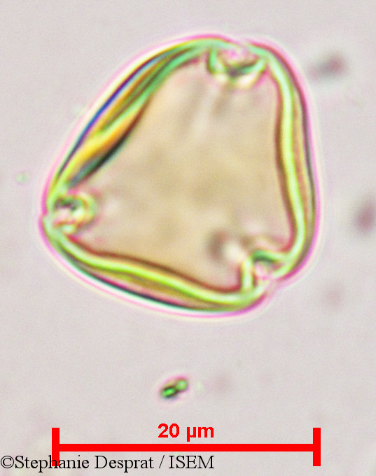 Stephanie.Desprat/Sapindus_emarginatus_9683/Sapindus_emarginatus_9683_0003(copy).jpg