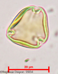 Sapindus emarginatus - lame n° 9683