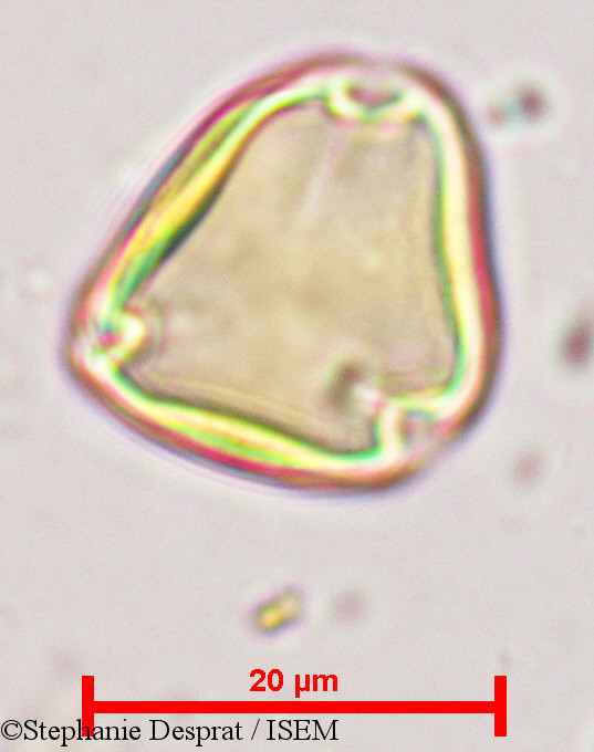 Stephanie.Desprat/Sapindus_emarginatus_9683/Sapindus_emarginatus_9683_0004(copy).jpg