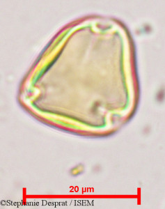 Sapindus emarginatus - lame n° 9683