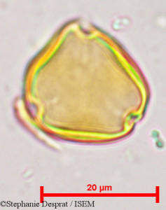 Sapindus emarginatus - lame n° 9683