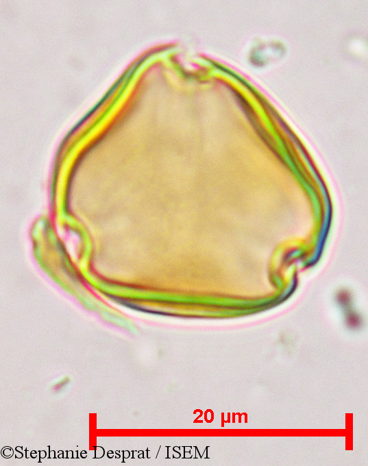Stephanie.Desprat/Sapindus_emarginatus_9683/Sapindus_emarginatus_9683_0006(copy).jpg
