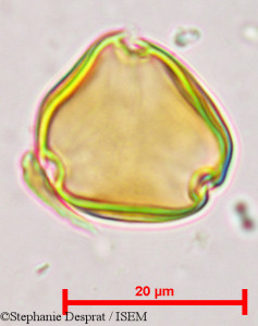 Sapindus emarginatus - lame n° 9683