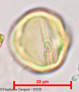 Sapindus emarginatus - lame n° 9683