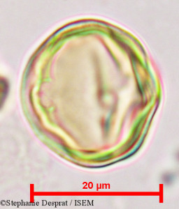 Sapindus emarginatus - lame n° 9683