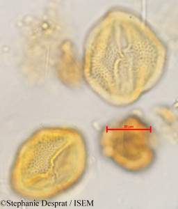 Stephanie.Desprat/Schima_superba_16517/Schima_superba_16517_0001(copy)_thumb.jpg