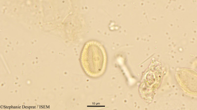 Stephanie.Desprat/Securinega_leucopyrus_18835/Securinega_leucopyrus_18835_0001(copy)_thumb.jpg