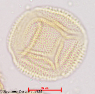 Stephanie.Desprat/Stereospermum_tetragonum_3843/Stereospermum_tetragonum_3843_0001(copy)_thumb.jpg