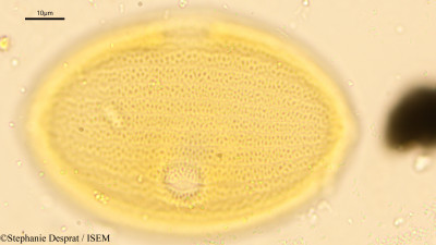 Stephanie.Desprat/Strobilanthes_barbatus_6220/Strobilanthes_barbatus_6220_0001(copy)_thumb.jpg