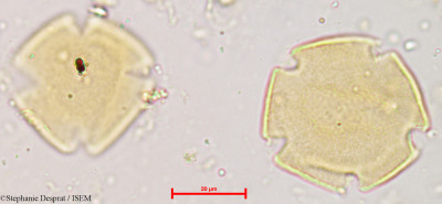 Stephanie.Desprat/Strychnos_potatorum_3936/Strychnos_potatorum_3936_0001(copy)_thumb.jpg