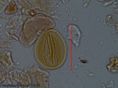 Stephanie.Desprat/Tamarindus_indica_5179/Tamarindus_indica_5179_0001(copy)_thumb.jpg