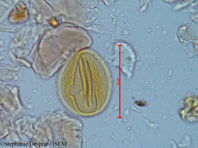 Tamarindus indica - lame n° 5179