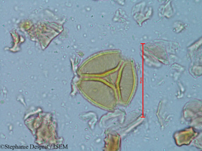 Tamarindus indica - lame n° 5179