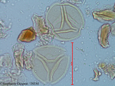 Tamarindus indica - lame n° 5179