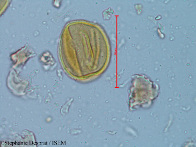 Tamarindus indica - lame n° 5179