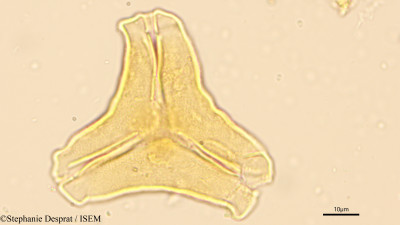 Stephanie.Desprat/Taxillus_tomentosus_9480/Taxillus_tomentosus_9480_0001(copy)_thumb.jpg