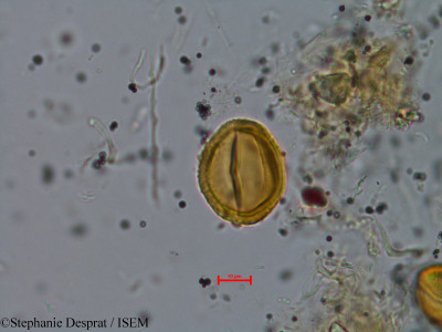 Stephanie.Desprat/Tectona_grandis_197/Tectona_grandis_197_0001(copy)_thumb.jpg