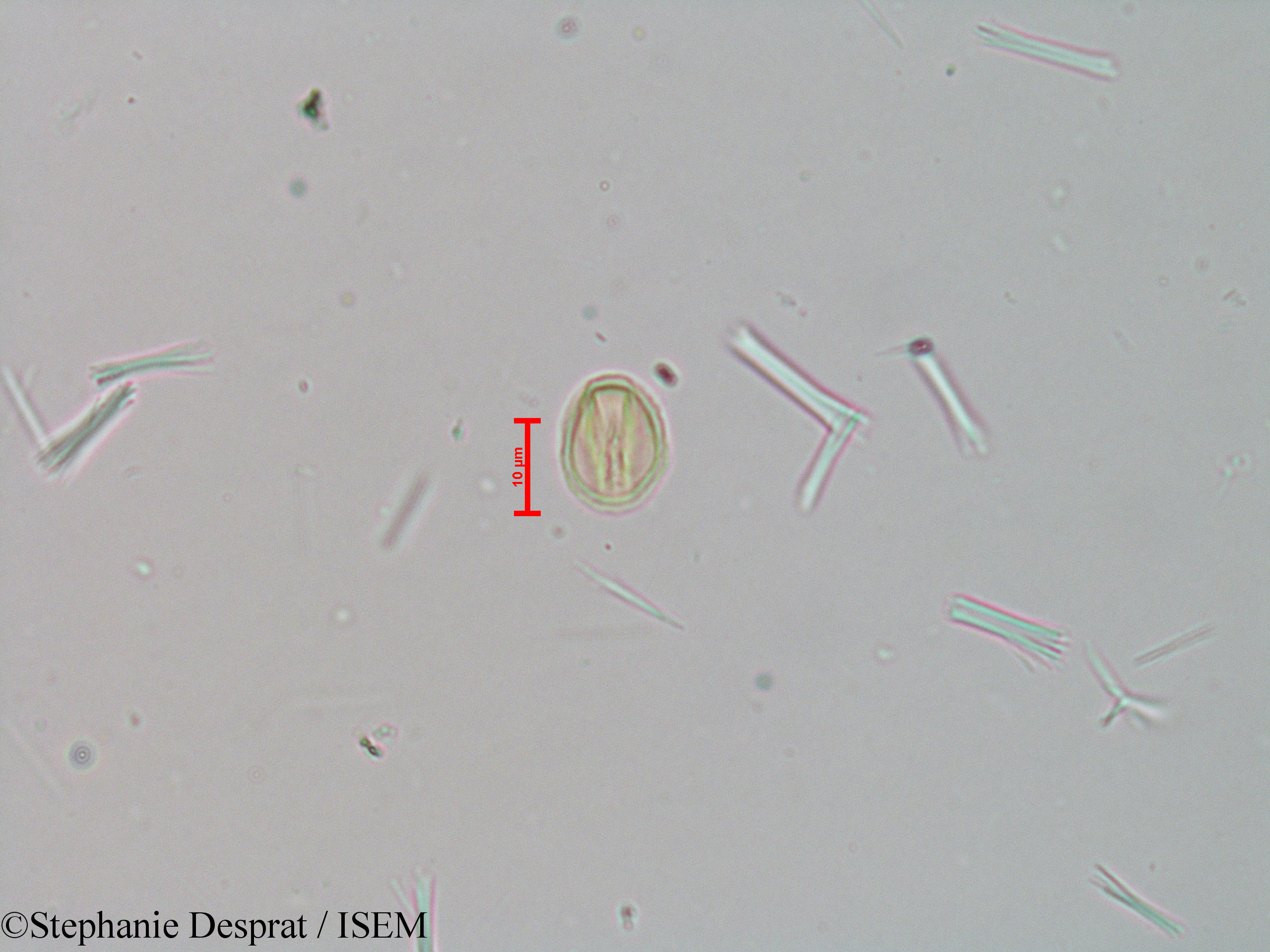 Stephanie.Desprat/Tetrameles_nudiflora_23982/Tetrameles_nudiflora_23982_0001(copy).jpg