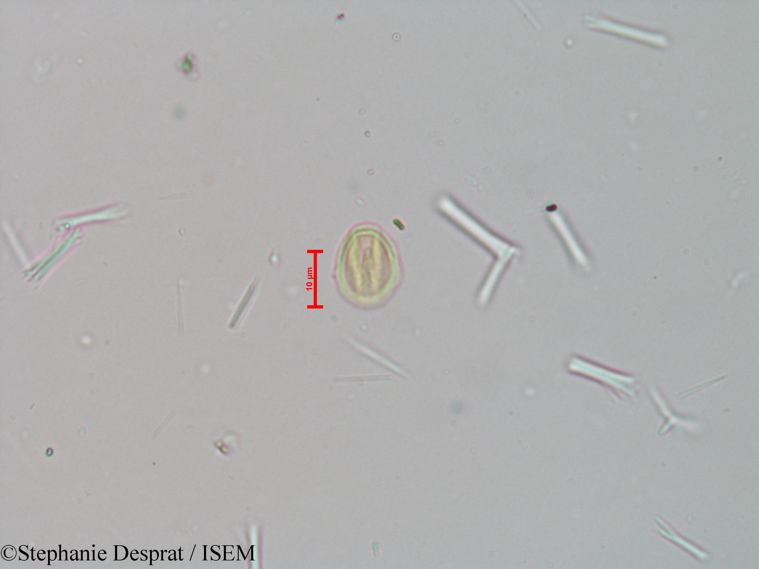 Stephanie.Desprat/Tetrameles_nudiflora_23982/Tetrameles_nudiflora_23982_0002(copy).jpg