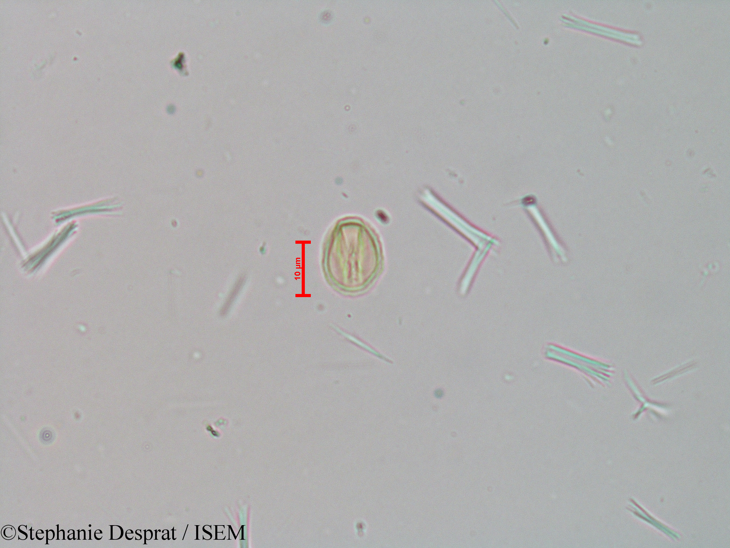 Stephanie.Desprat/Tetrameles_nudiflora_23982/Tetrameles_nudiflora_23982_0003(copy).jpg