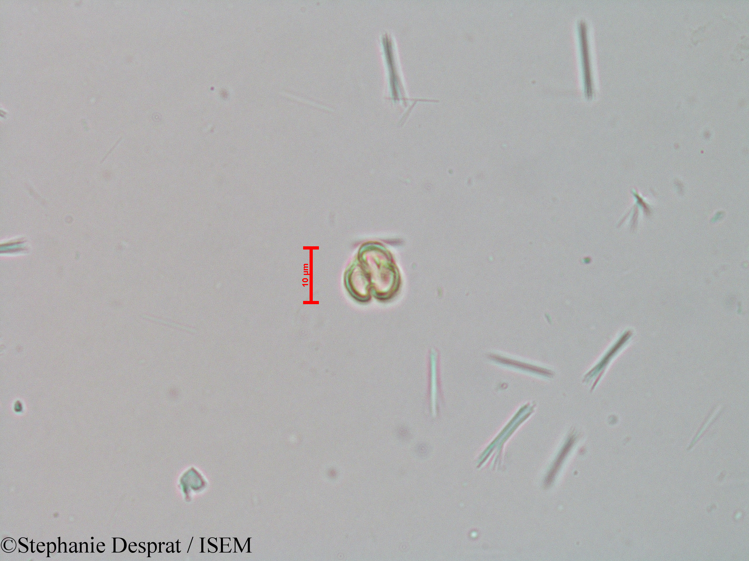 Stephanie.Desprat/Tetrameles_nudiflora_23982/Tetrameles_nudiflora_23982_0006(copy).jpg