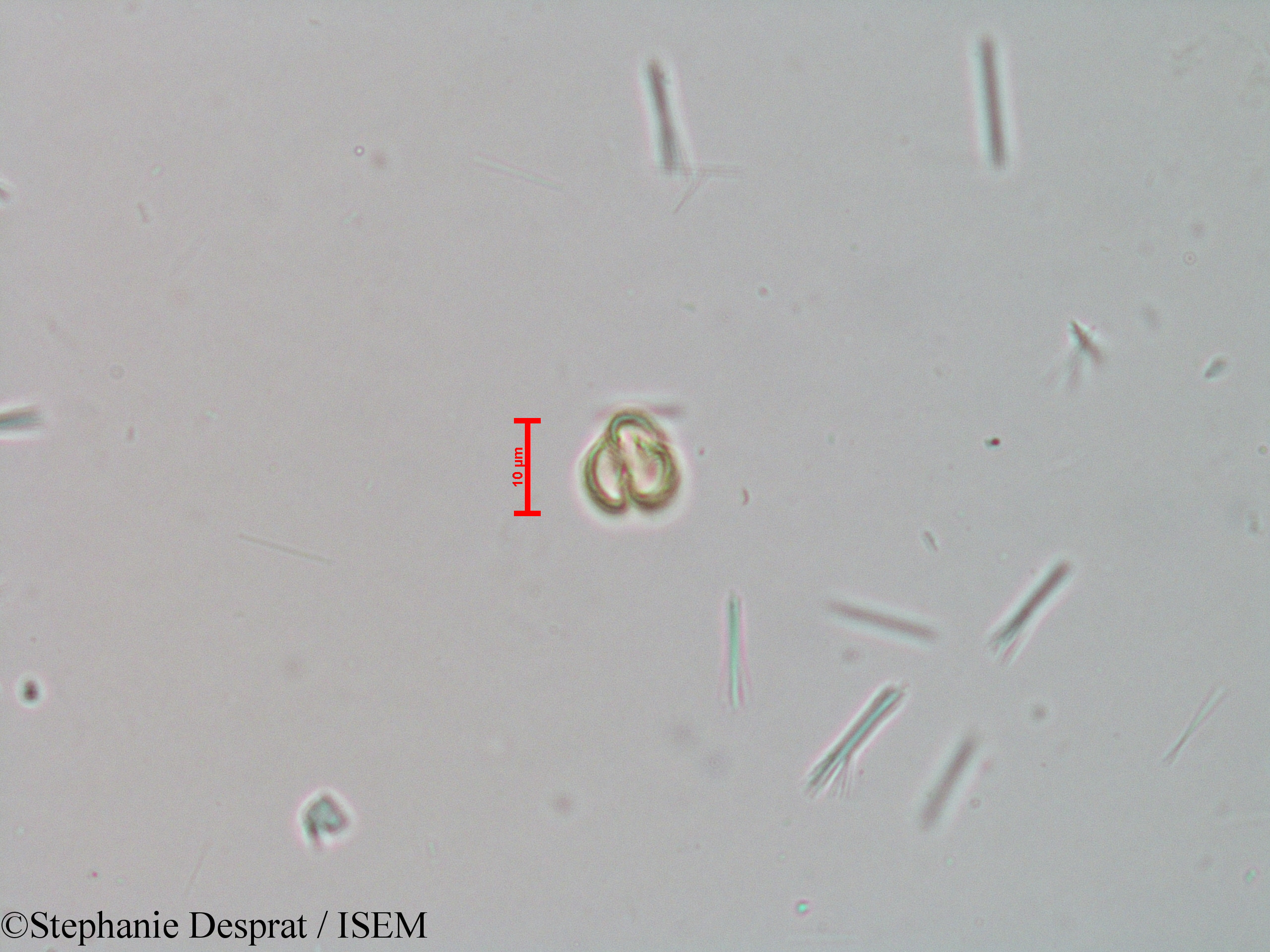Stephanie.Desprat/Tetrameles_nudiflora_23982/Tetrameles_nudiflora_23982_0007(copy).jpg