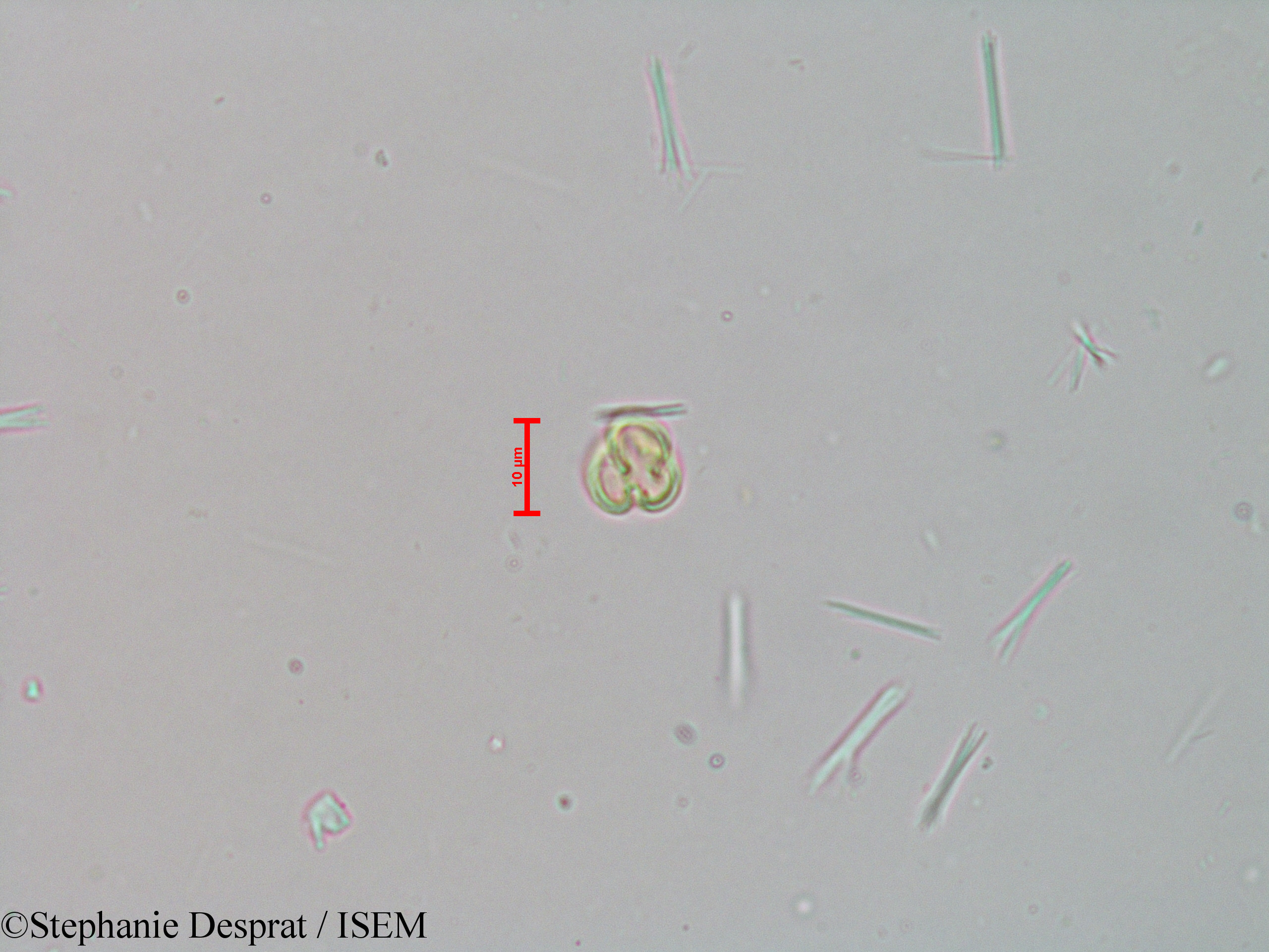 Stephanie.Desprat/Tetrameles_nudiflora_23982/Tetrameles_nudiflora_23982_0008(copy).jpg