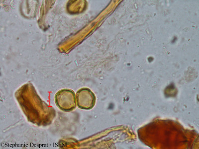 Stephanie.Desprat/Wendlandia_notoniana_4032/Wendlandia_notoniana_4032_0001(copy)_thumb.jpg