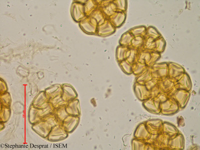 Xylia xylocarpa - lame n° 10183