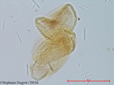 Stephanie.Desprat/Xyris_calocephala_17440/Xyris_calocephala_17440_0001(copy)_thumb.jpg