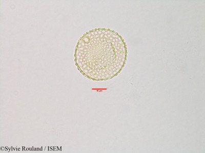 Sylvie.Rouland/Abroma_denticulata_3140/Abroma_denticulata_3140_0001(copy)_thumb.jpg