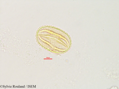 Abrus precatorius - lame n° 2805