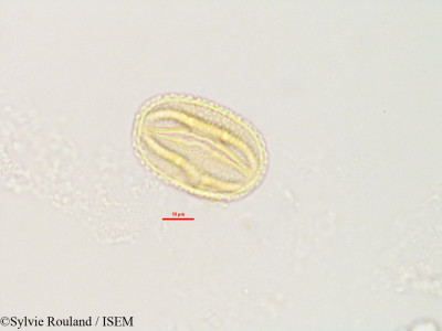 Abrus precatorius - lame n° 2805
