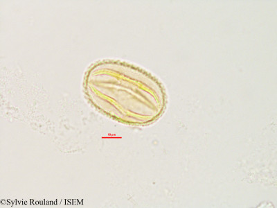 Abrus precatorius - lame n° 2805