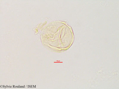 Abrus precatorius - lame n° 2805