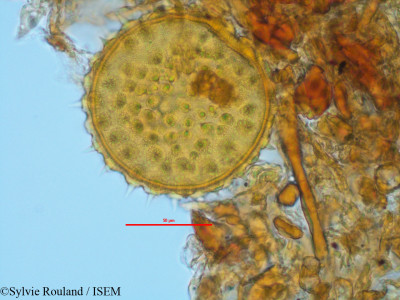 Sylvie.Rouland/Abutilon_angulatum_1436/Abutilon_angulatum_1436_0001(copy)_thumb.jpg