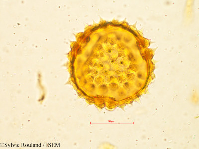 Sylvie.Rouland/Abutilon_hirtum_4953/Abutilon_hirtum_4953_0001(copy)_thumb.jpg