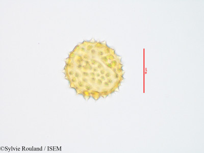 Sylvie.Rouland/Abutilon_indicum_3426/Abutilon_indicum_3426_0001(copy)_thumb.jpg