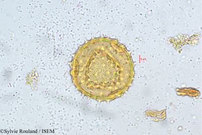 Sylvie.Rouland/Abutilon_neelgherrense_5224/Abutilon_neelgherrense_5224_0001(copy)_thumb.jpg