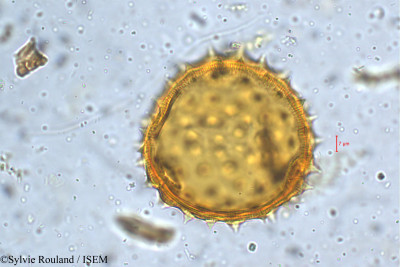 Sylvie.Rouland/Abutilon_ramosum_5264/Abutilon_ramosum_5264_0001(copy)_thumb.jpg