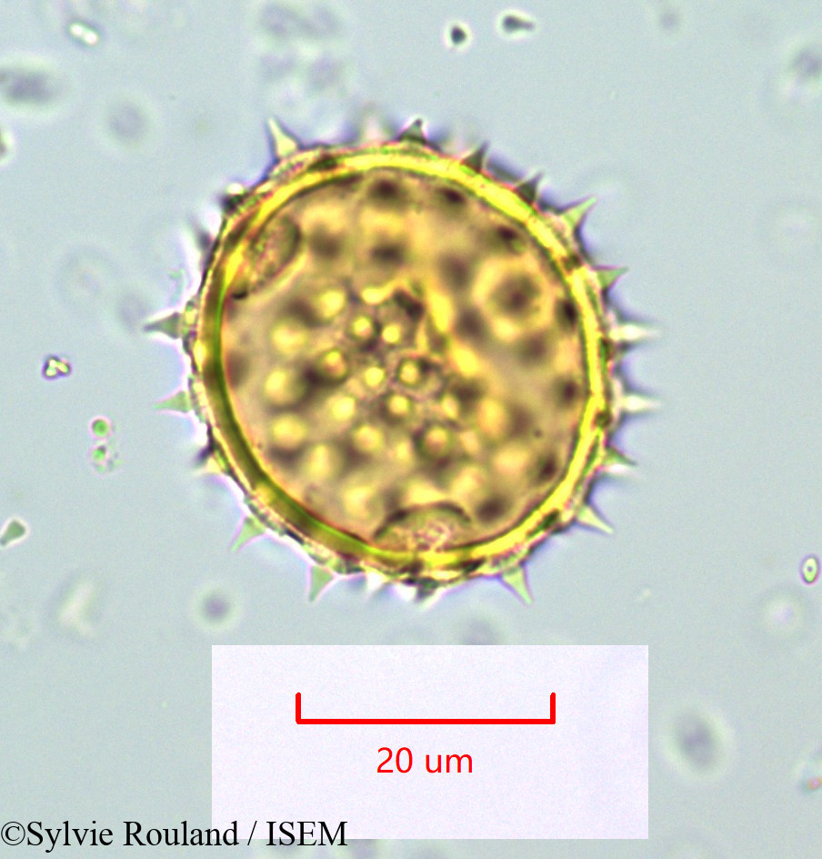 Sylvie.Rouland/Abutilon_striatum_1061/Abutilon_striatum_1061_0001(copy).jpg