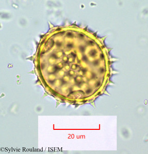 Sylvie.Rouland/Abutilon_striatum_1061/Abutilon_striatum_1061_0001(copy)_thumb.jpg