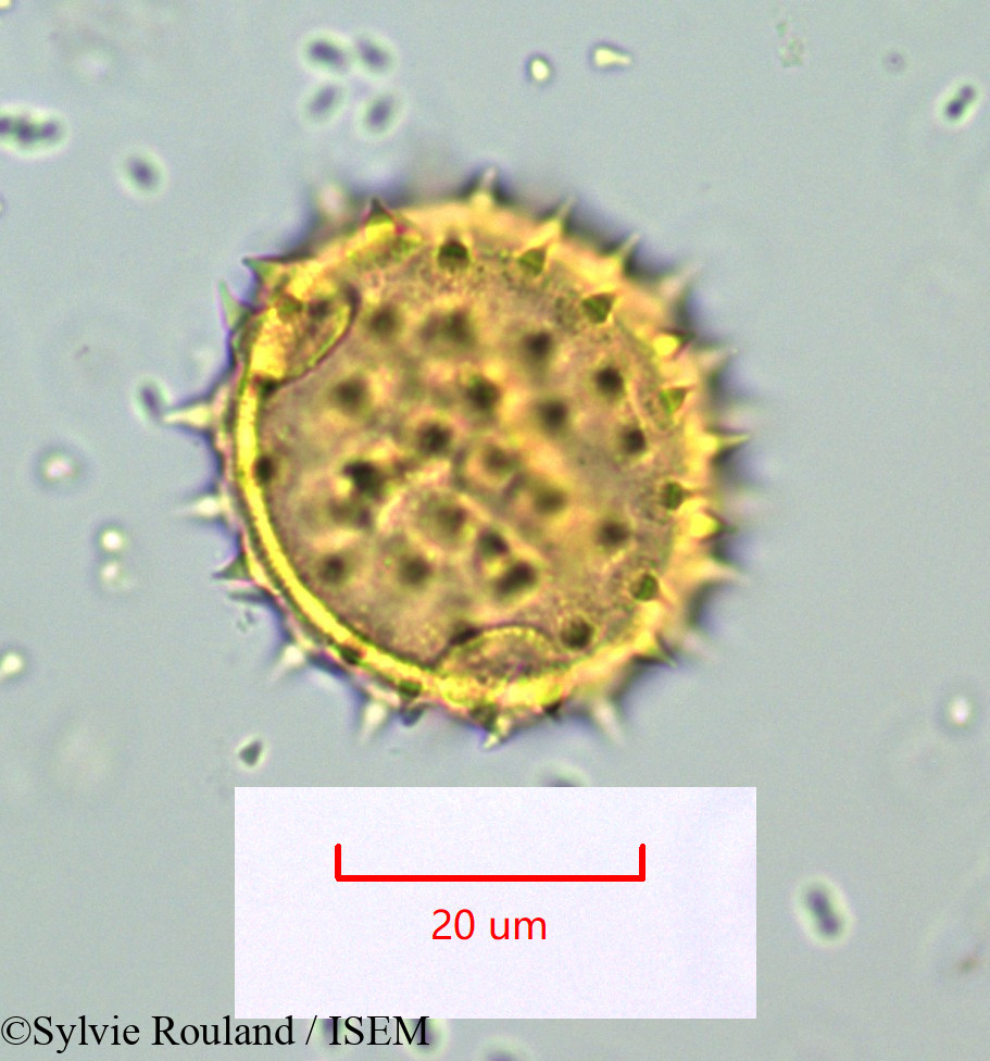 Sylvie.Rouland/Abutilon_striatum_1061/Abutilon_striatum_1061_0003(copy).jpg