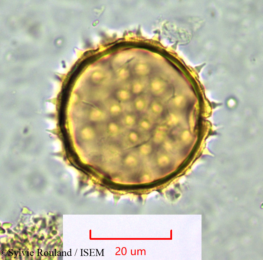 Sylvie.Rouland/Abutilon_striatum_1061/Abutilon_striatum_1061_0006(copy).jpg